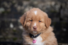 A'Lilas (Femelle collier Rose)