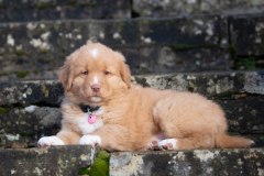 A'Lilas (Femelle collier Rose)