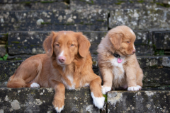 A'Lilas (Femelle collier Rose)