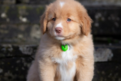 A'Baouw (Femelle collier Vert)