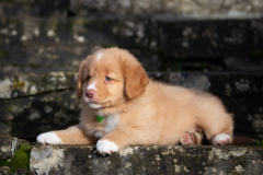 A'Baouw (Femelle collier Vert)