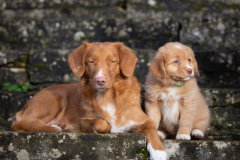A'Baouw (Femelle collier Vert)