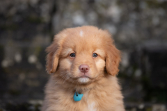 Achab (Femelle collier Bleu)