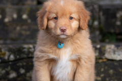 Achab (Femelle collier Bleu)