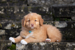 Achab (Femelle collier Bleu)
