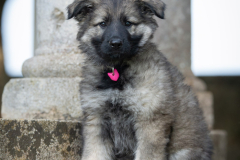 Angie (Femelle collier Rose)