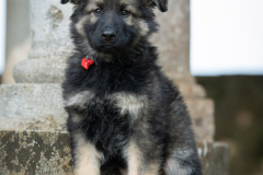 Ashka (Femelle collier Rouge)
