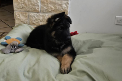Auron