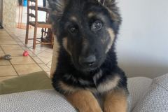 Auron