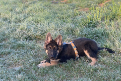 Auron