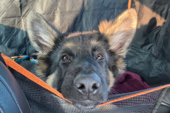 Auron