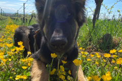 Auron