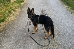 Auron