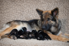 Tarook et sa portée