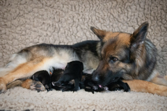 Tarook et sa portée