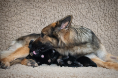 Tarook et sa portée