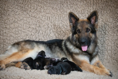 Tarook et sa portée