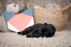 Femelle collier Orange