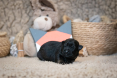 Femelle collier Orange