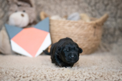 Femelle collier Orange