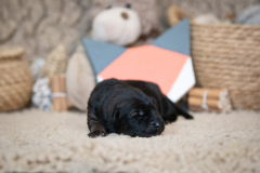Femelle collier Orange