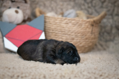 Femelle collier Rouge