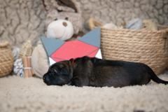 Femelle collier Rouge