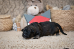 Femelle collier Rouge