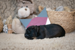 Femelle collier Violet