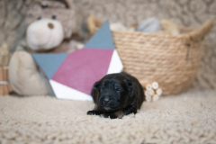 Femelle collier Violet