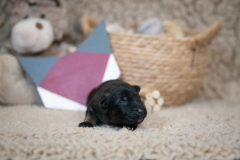 Femelle collier Violet