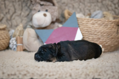 Femelle collier Violet