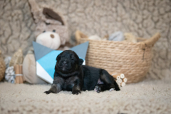 Femelle collier Bleu