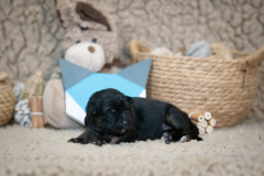 Femelle collier Bleu