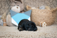 Femelle collier Bleu