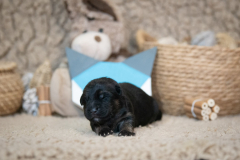 Femelle collier Bleu