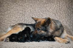 Tarook  et ses bébés