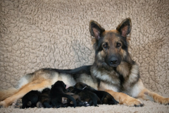 Tarook  et ses bébés