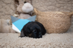 Femelle collier Bleu