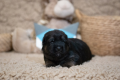 Femelle collier Bleu