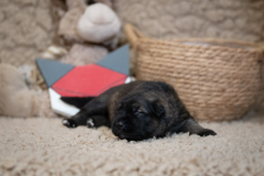 Femelle collier Rouge