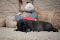 Femelle collier Rouge