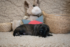 Femelle collier Rouge