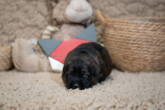 Femelle collier Rouge