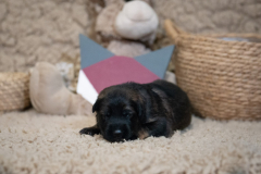 Femelle collier Violet