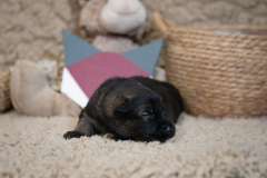 Femelle collier Violet