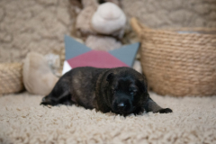 Femelle collier Violet