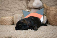 Femelle collier Orange