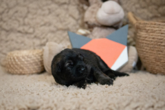 Femelle collier Orange