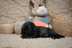 Femelle collier Orange